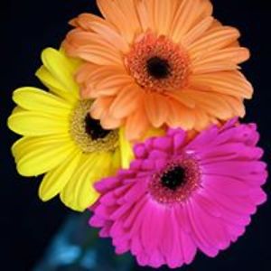 sandi_carrington avatar