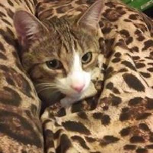 thecatranaway avatar