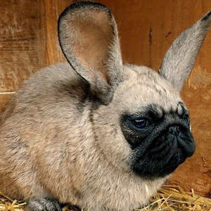 unconventionalcarrie avatar