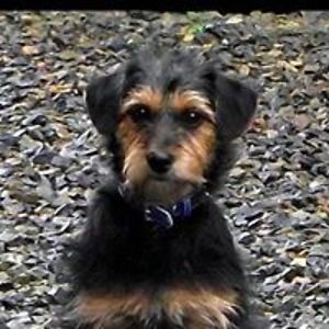 squabblingdrifters avatar