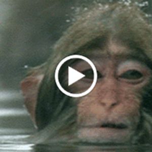 pammiepodlink avatar