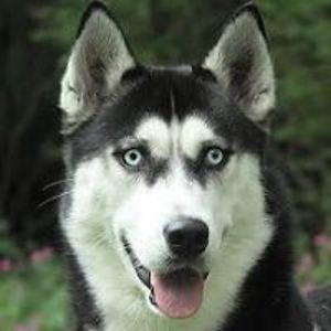 iliuta_daniel avatar