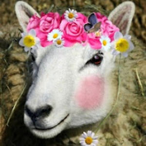 boospanyercassiopeia avatar