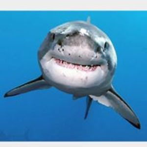 oogieboogiebex avatar