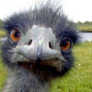 alicekessner2015 avatar