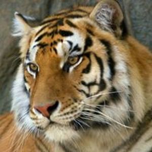 scorpiowriter avatar