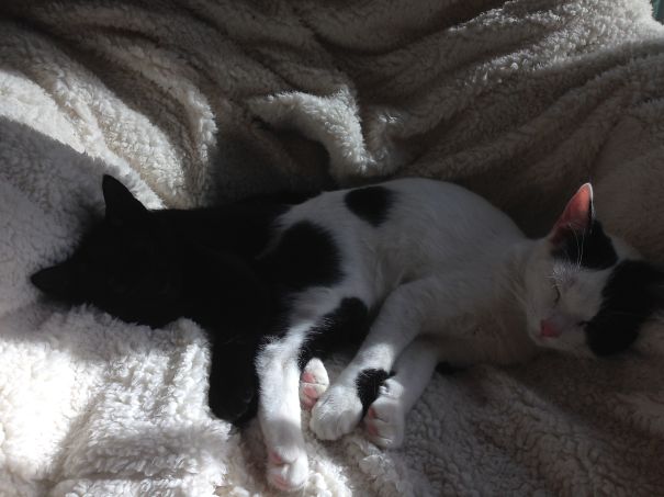 Two cats cuddling on a cozy blanket, getting ready for Valentine's Day.