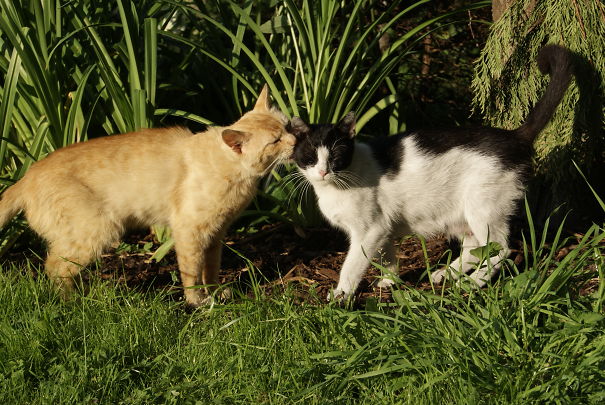 Two cats affectionately nuzzling in a garden, expressing Valentine's Day love.