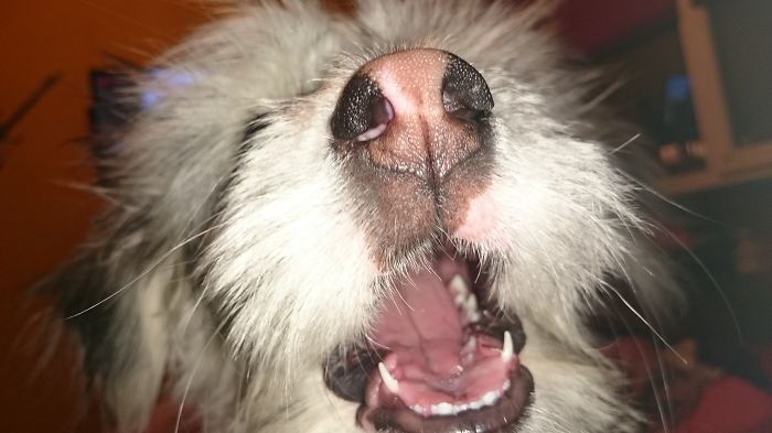 Tobi Wants Some Candy!