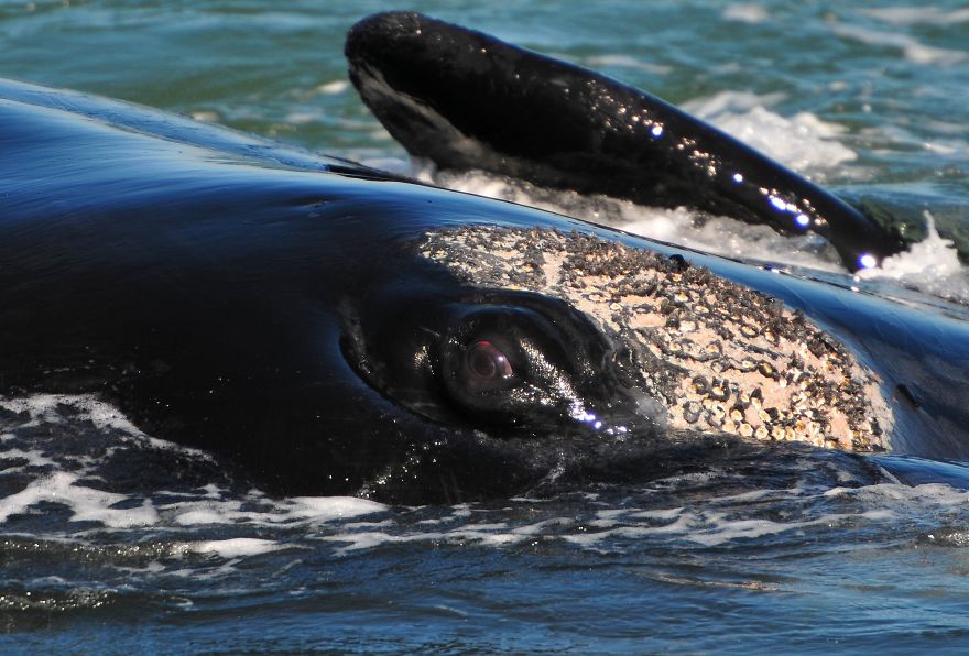 Who's Looking At Whom?