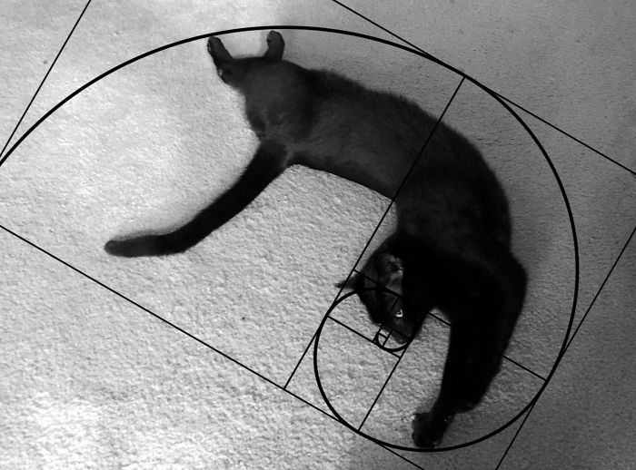 Golden Spiral Stretch