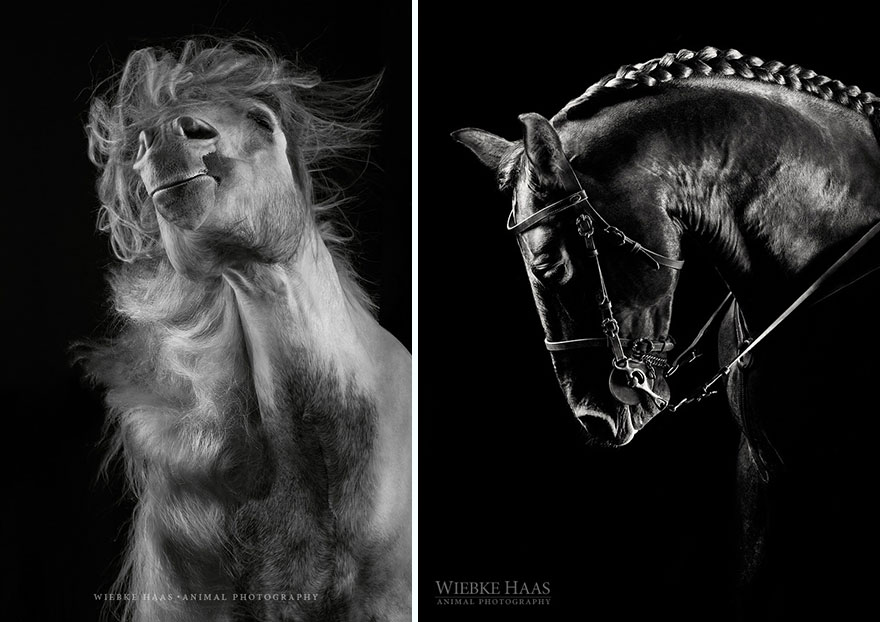 Instead Of Getting A Boring Office Job, I Followed My Dream To Become A Horse Photographer