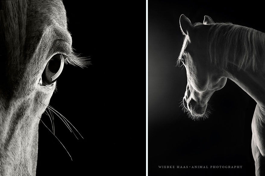 Instead Of Getting A Boring Office Job, I Followed My Dream To Become A Horse Photographer