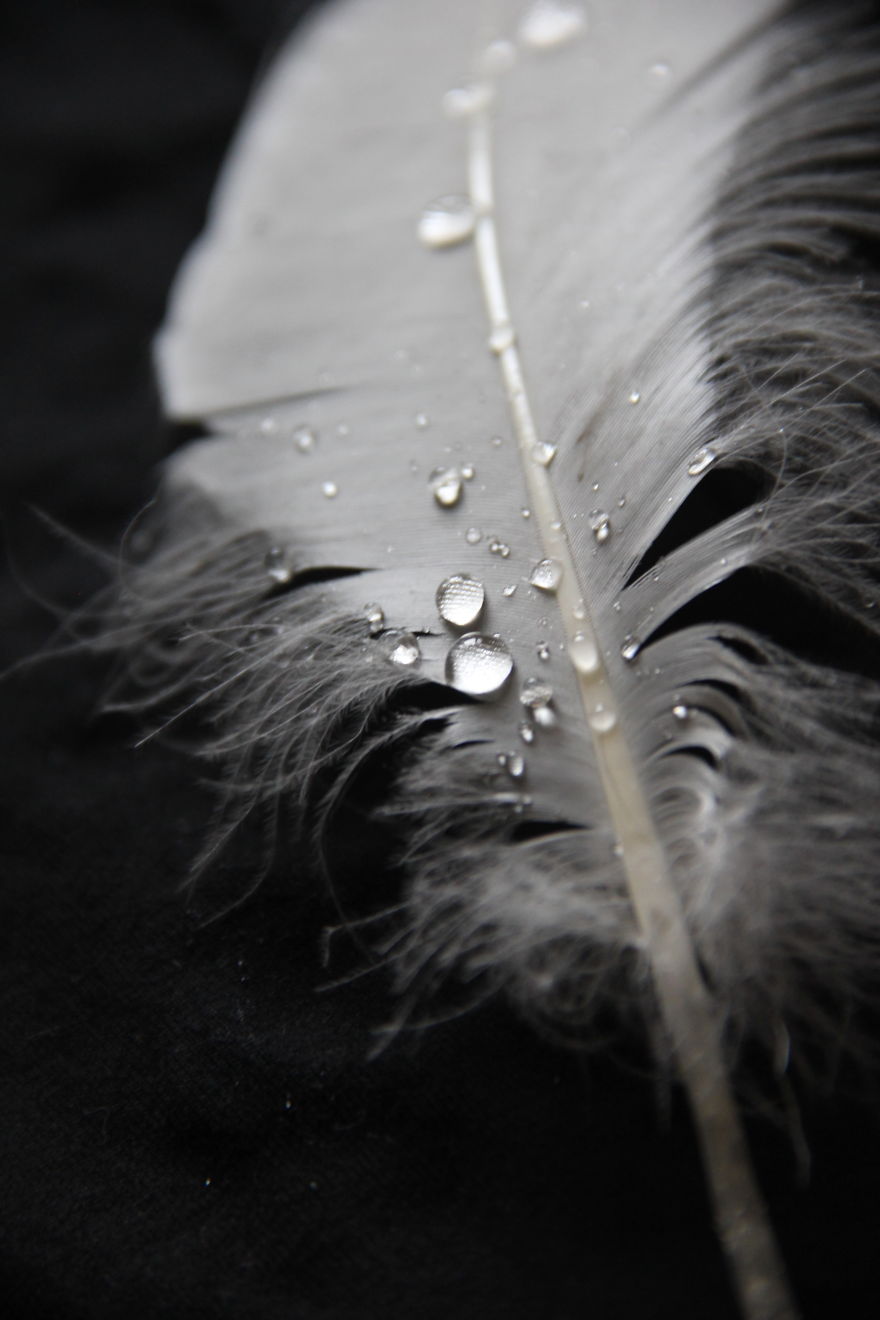 I Take Magical Photos Of Feathers And Water Drops On My Bedroom Floor I Take Magical Photos Of Feathers And Water Drops On My Bedroom Floor