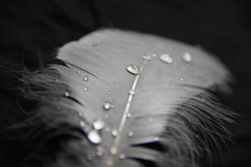I Take Magical Photos Of Feathers And Water Drops On My Bedroom Floor