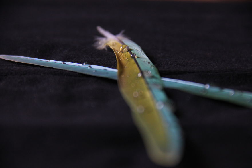 I Take Magical Photos Of Feathers And Water Drops On My Bedroom Floor