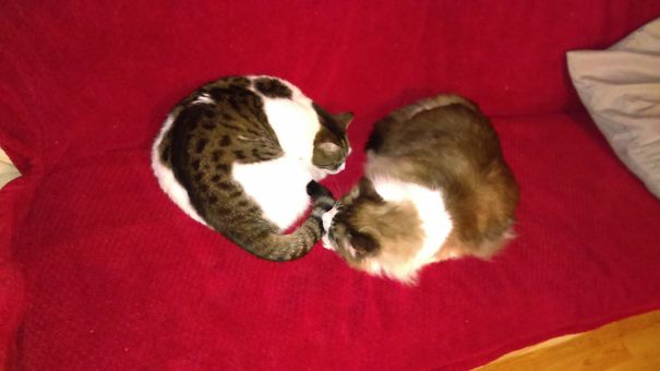 Two cats curled up together on a red couch, ready for Valentine's Day.