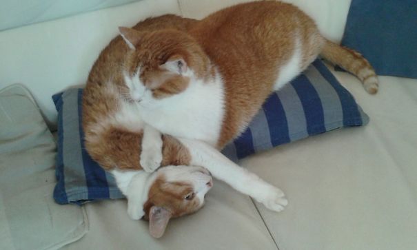 Two ginger cats cuddling on a striped pillow, showcasing their Valentine’s Day readiness.