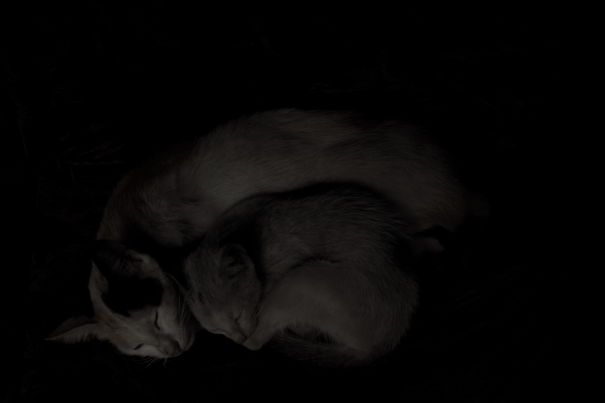 Cats cuddling closely, showcasing their affection, perfect for Valentine's Day imagery.