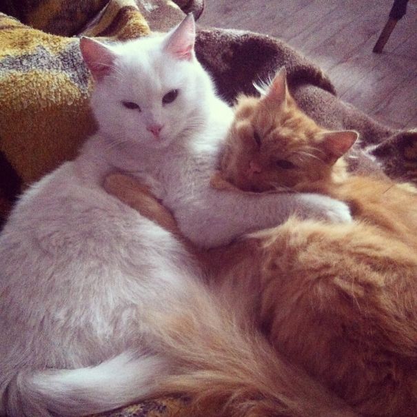 Two cats cuddling closely on a blanket, perfect setting for Valentine's Day warmth and affection.