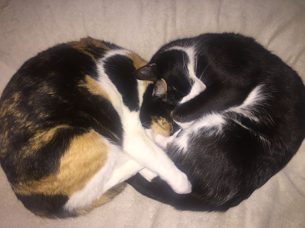 Two cats cuddling together, creating a heart shape, ready for Valentine's Day.