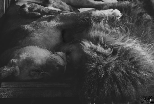 Two lions cuddling, resembling cats cozying up for Valentine's Day. Black and white, intimate moment.
