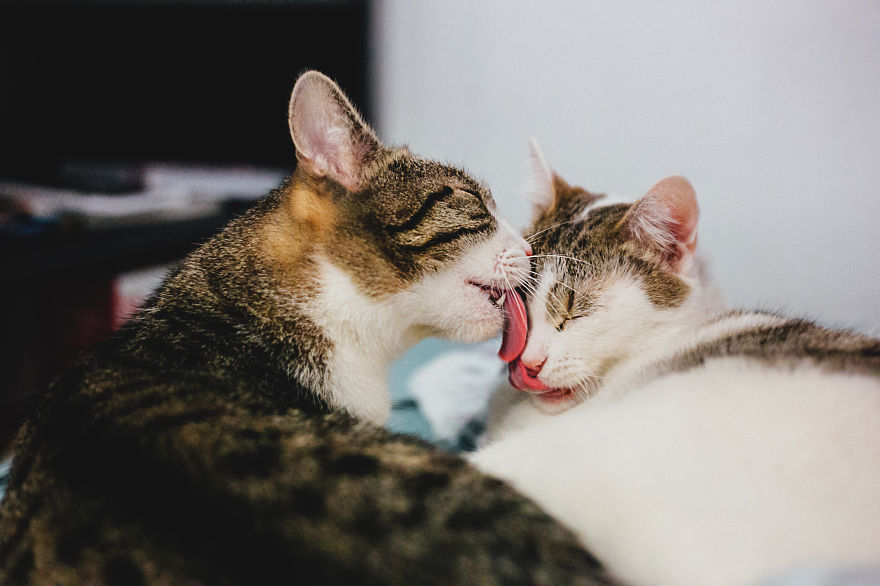 Cat's Love- Monika Małek