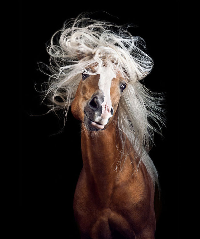 Instead Of Getting A Boring Office Job, I Followed My Dream To Become A Horse Photographer