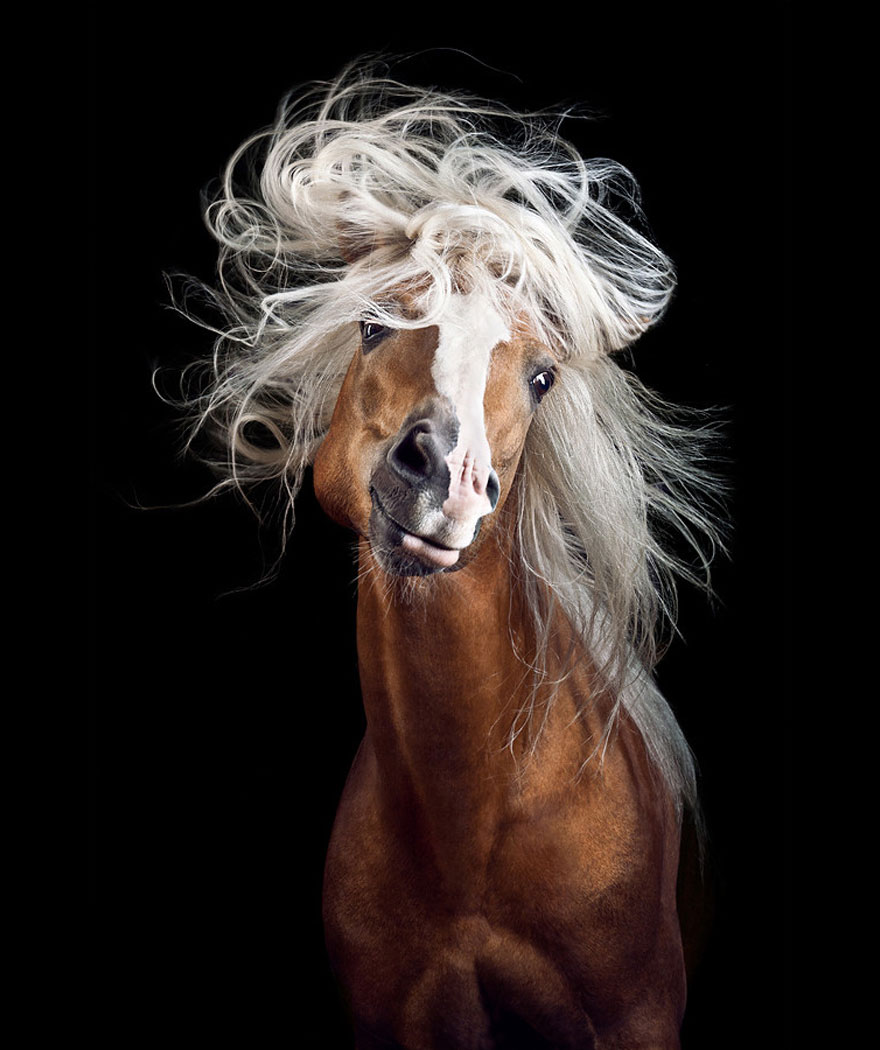 Instead Of Getting A Boring Office Job, I Followed My Dream To Become A Horse Photographer
