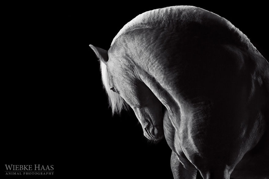 Instead Of Getting A Boring Office Job, I Followed My Dream To Become A Horse Photographer Instead Of Getting A Boring Office Job, I Followed My Dream To Become A Horse Photographer