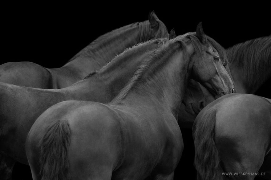Instead Of Getting A Boring Office Job, I Followed My Dream To Become A Horse Photographer