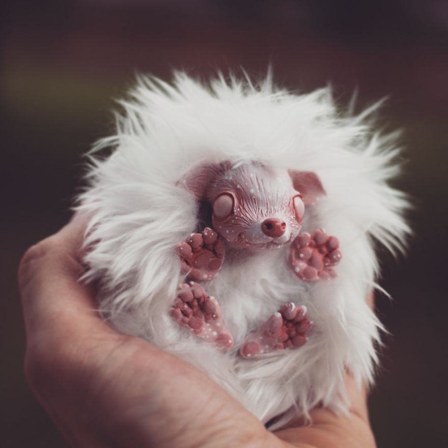 Albino Hedgehog