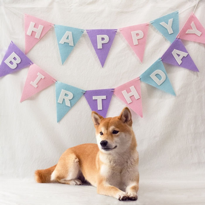 Meet Nana, The Shiba Inu Of My Life Who Is Turning 2 This Thursday Meet Nana, The Shiba Inu Of My Life Who Is Turning 2 This Thursday
