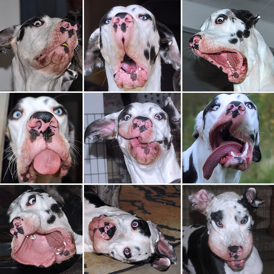Meet-Mutka-the-Great-Dane-The-Dog-of-a-Thousand-Faces-30 Meet-Mutka-the-Great-Dane-The-Dog-of-a-Thousand-Faces-30