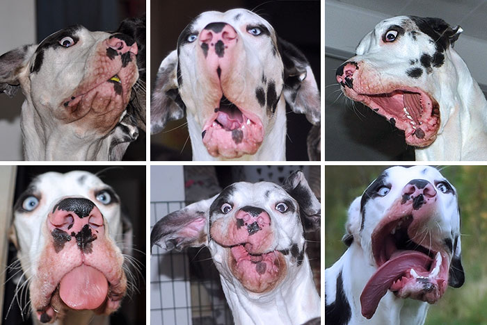 Meet Mutka, Our Dog Of A Thousand Faces