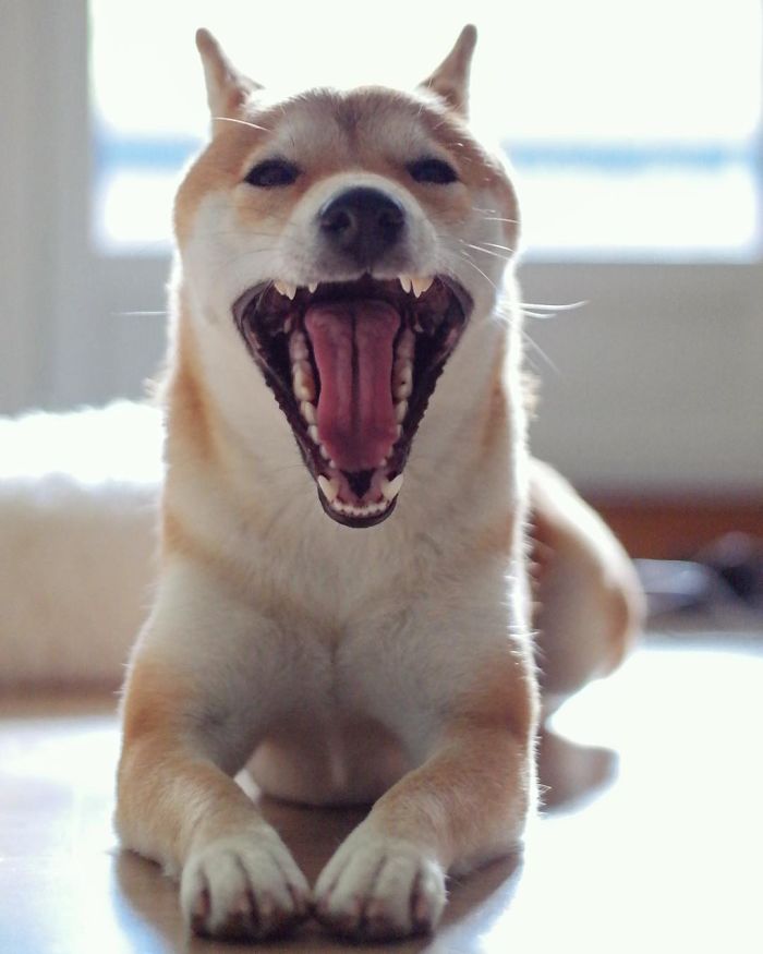 Meet Nana, The Shiba Inu Of My Life Who Is Turning 2 This Thursday