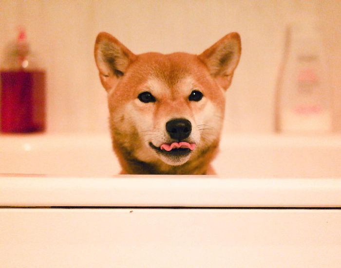 Meet Nana, The Shiba Inu Of My Life Who Is Turning 2 This Thursday Meet Nana, The Shiba Inu Of My Life Who Is Turning 2 This Thursday