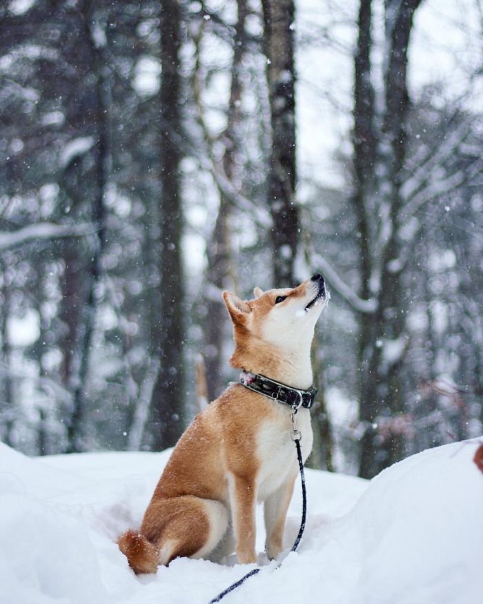 Meet Nana, The Shiba Inu Of My Life Who Is Turning 2 This Thursday Meet Nana, The Shiba Inu Of My Life Who Is Turning 2 This Thursday