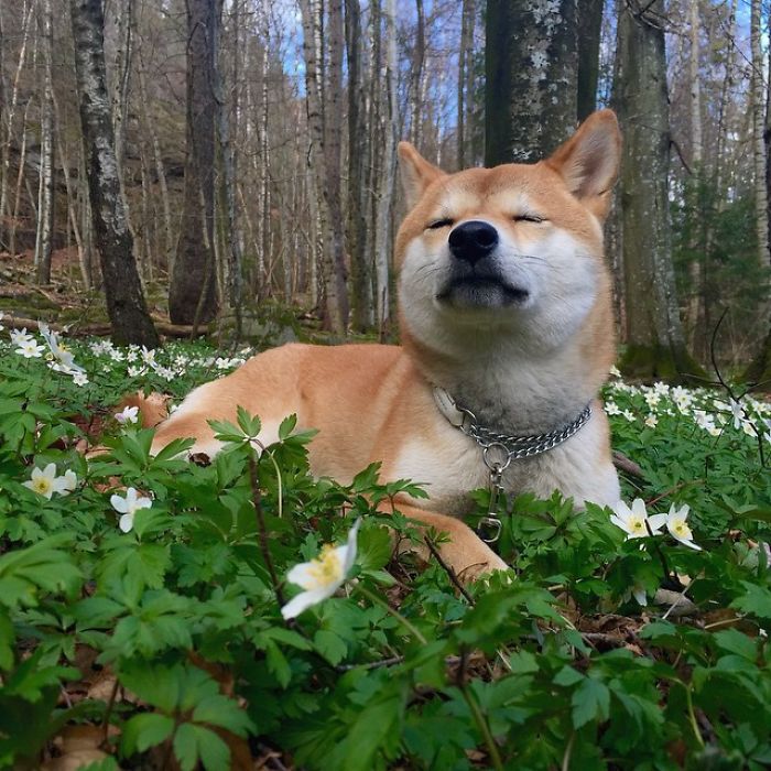 Meet Nana, The Shiba Inu Of My Life Who Is Turning 2 This Thursday