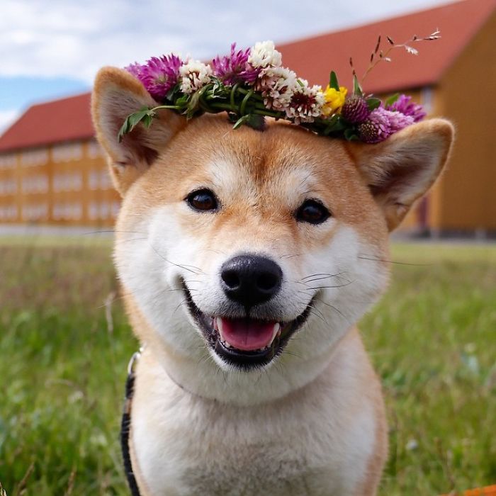 Meet Nana, The Shiba Inu Of My Life Who Is Turning 2 This Thursday