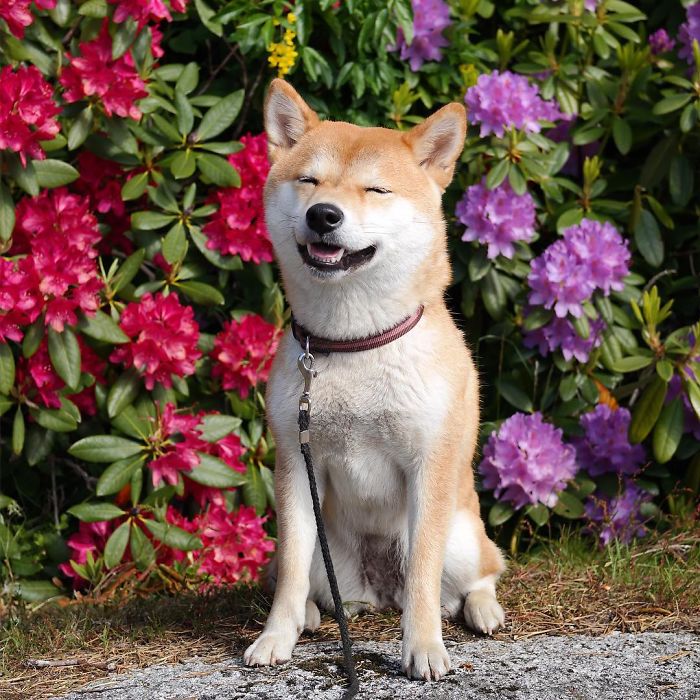 Meet Nana, The Shiba Inu Of My Life Who Is Turning 2 This Thursday