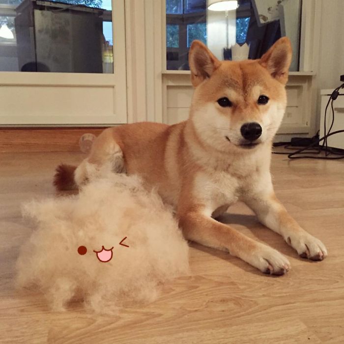 Meet Nana, The Shiba Inu Of My Life Who Is Turning 2 This Thursday Meet Nana, The Shiba Inu Of My Life Who Is Turning 2 This Thursday