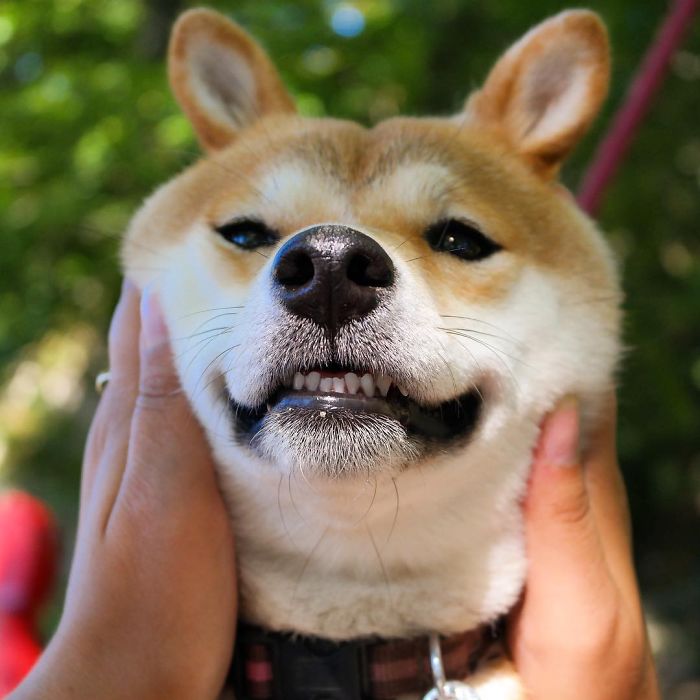 Meet Nana, The Shiba Inu Of My Life Who Is Turning 2 This Thursday