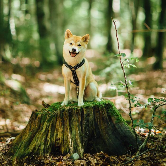 Meet Nana, The Shiba Inu Of My Life Who Is Turning 2 This Thursday Meet Nana, The Shiba Inu Of My Life Who Is Turning 2 This Thursday