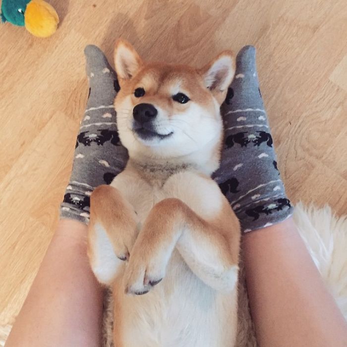 Meet Nana, The Shiba Inu Of My Life Who Is Turning 2 This Thursday Meet Nana, The Shiba Inu Of My Life Who Is Turning 2 This Thursday