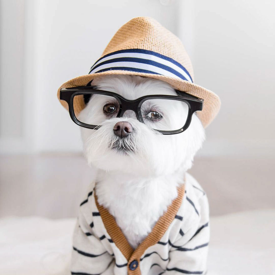 Meet Toby Littledude - Instagram's Most Adorable Hipster Pup!