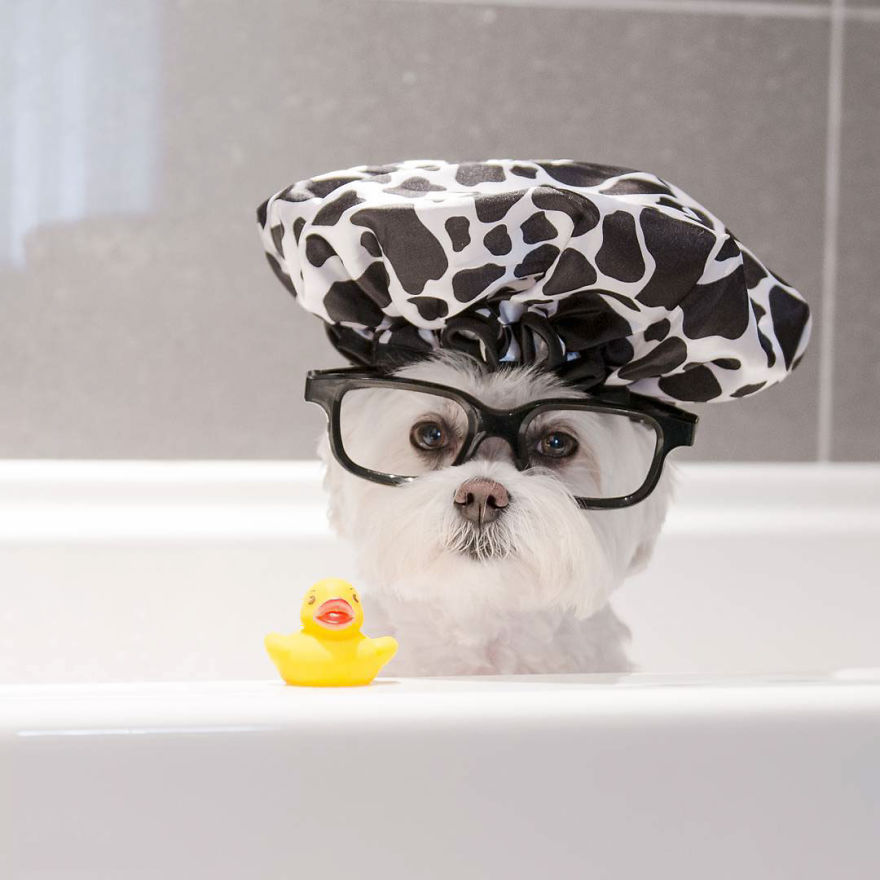 Meet Toby Littledude - Instagram's Most Adorable Hipster Pup!