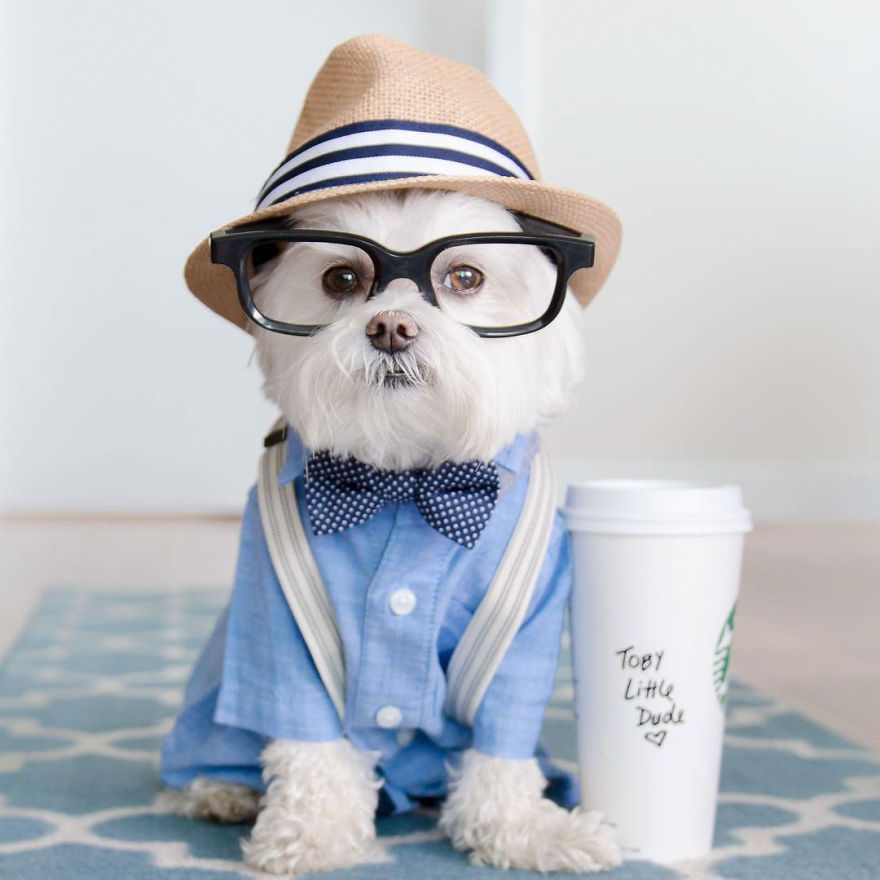 Meet Toby Littledude - Instagram's Most Adorable Hipster Pup!