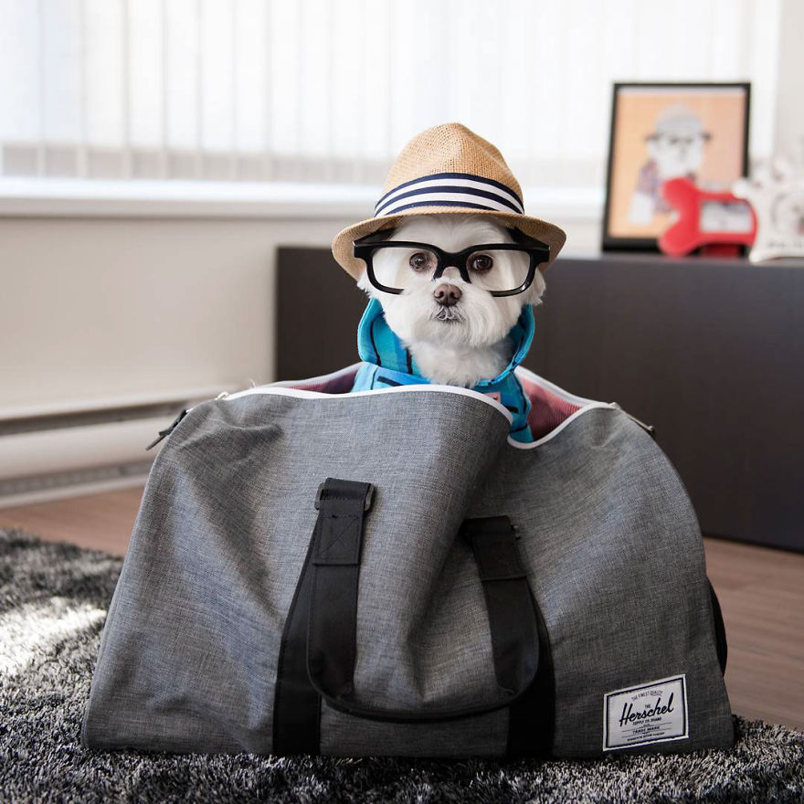 Meet Toby Littledude - Instagram's Most Adorable Hipster Pup!