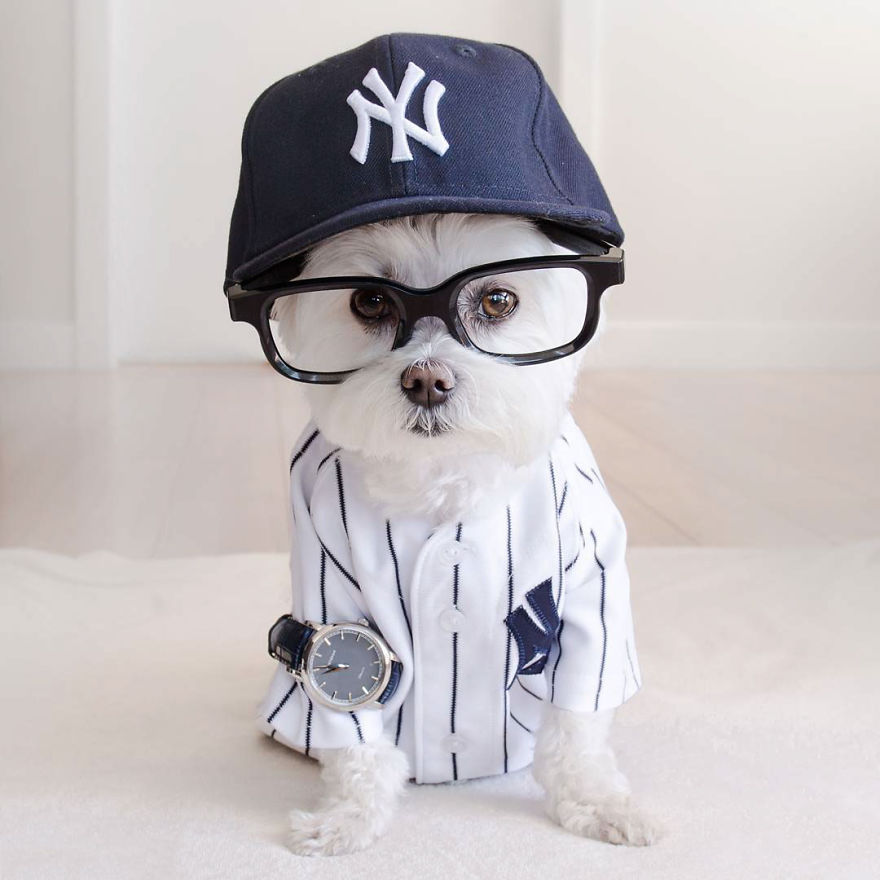 Meet Toby Littledude - Instagram's Most Adorable Hipster Pup!